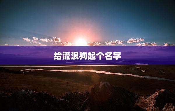 给流浪狗起个名字