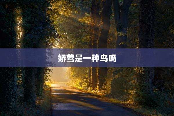 娇莺是一种鸟吗