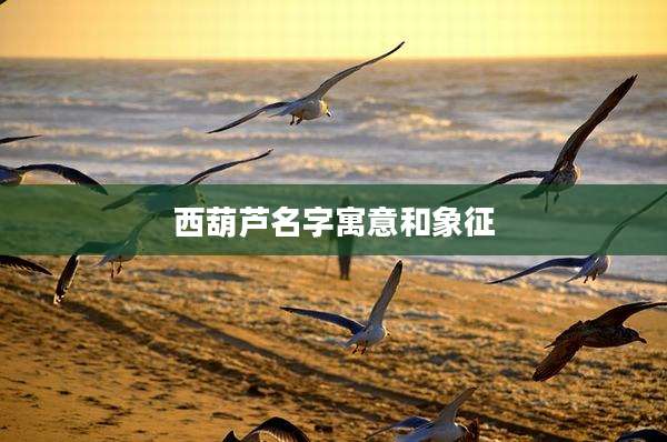西葫芦名字寓意和象征