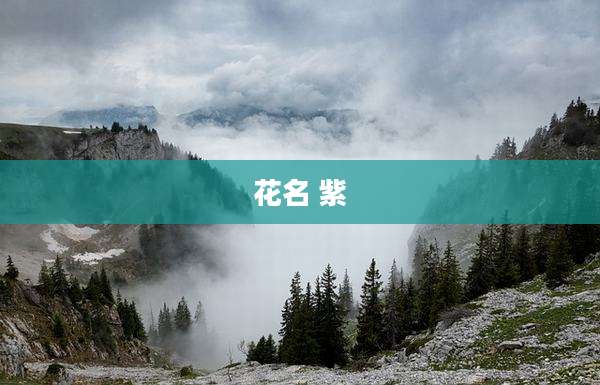 花名 紫