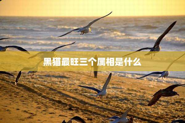 黑猫最旺三个属相是什么