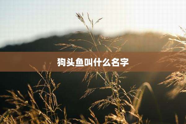 狗头鱼叫什么名字