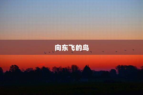 向东飞的鸟