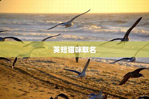 英短猫咪取名