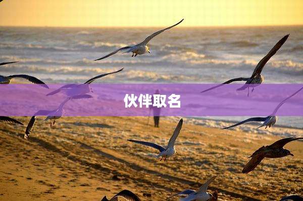 伙伴取名