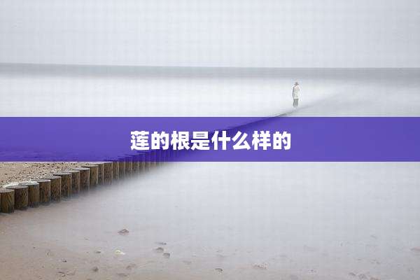 莲的根是什么样的