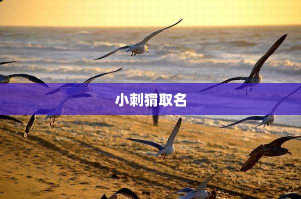 小刺猬取名