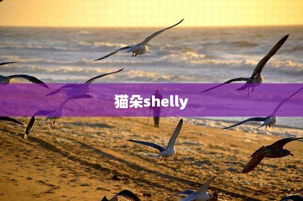 猫朵shelly