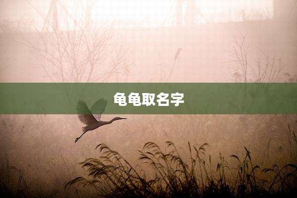 龟龟取名字