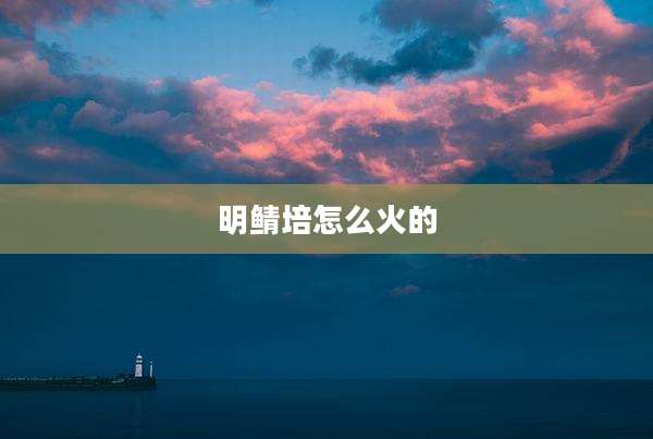 明鲭培怎么火的