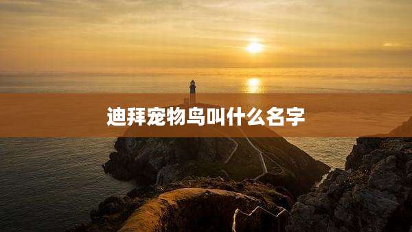 迪拜宠物鸟叫什么名字