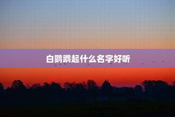 白鹦鹉起什么名字好听