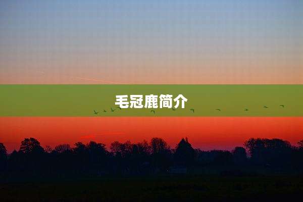 毛冠鹿简介