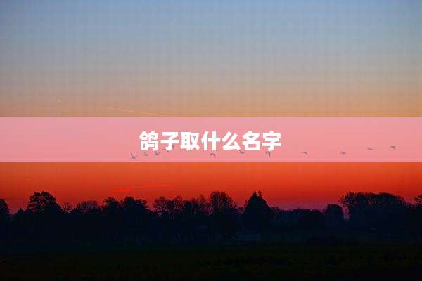 鸽子取什么名字
