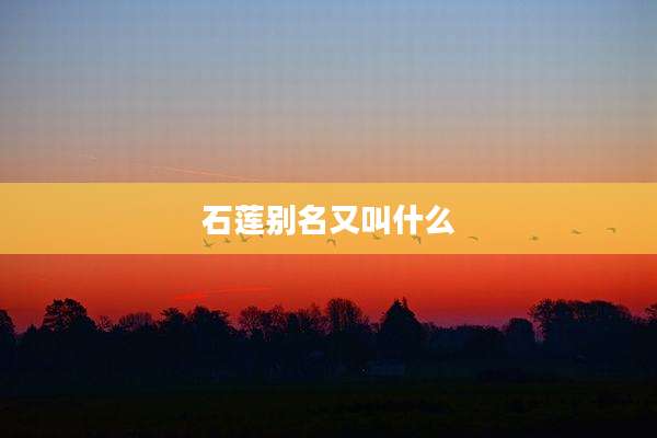 石莲别名又叫什么