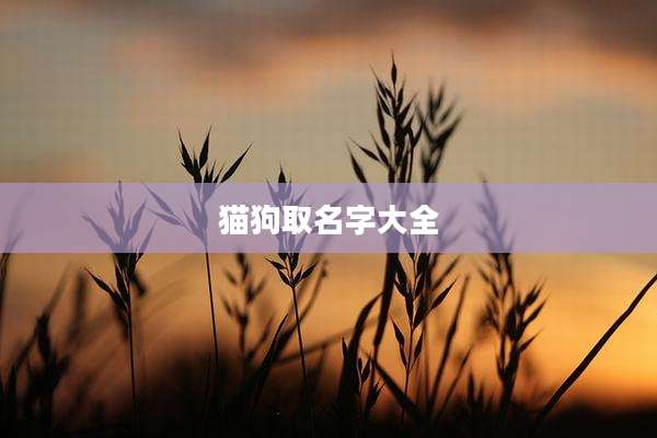 猫狗取名字大全