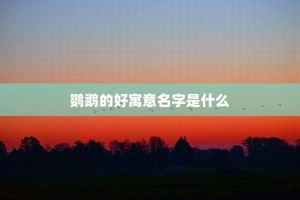 鹦鹉的好寓意名字是什么