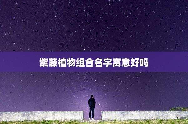 紫藤植物组合名字寓意好吗