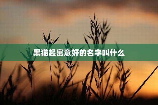 黑猫起寓意好的名字叫什么