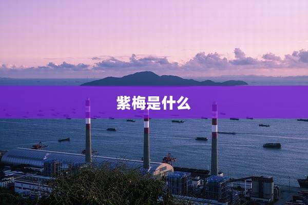 紫梅是什么