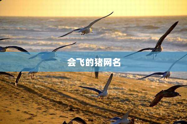 会飞的猪网名