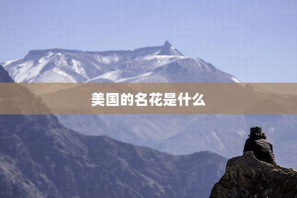 美国的名花是什么