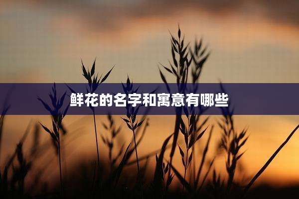 鲜花的名字和寓意有哪些