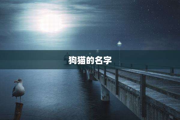 狗猫的名字