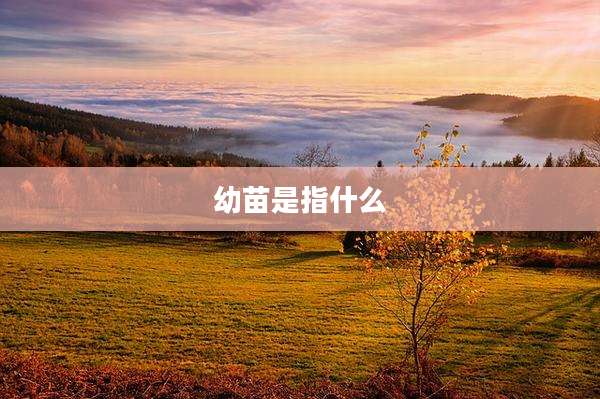 幼苗是指什么