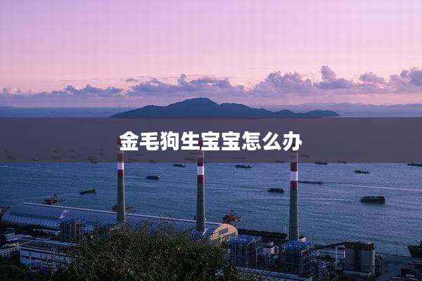 金毛狗生宝宝怎么办