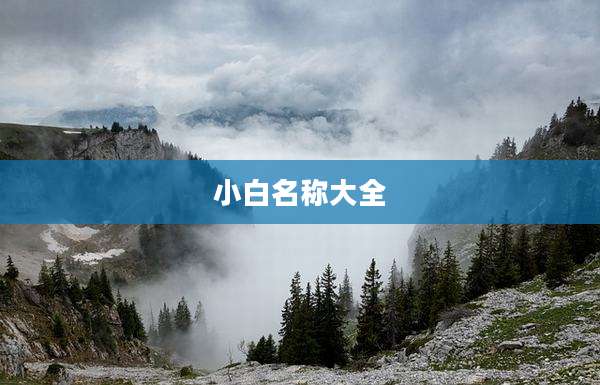 小白名称大全