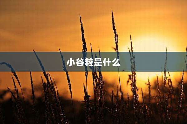 小谷粒是什么