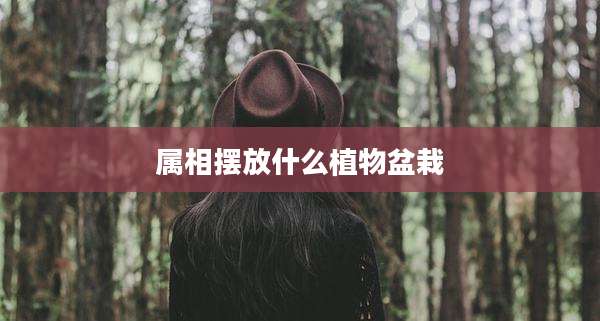 属相摆放什么植物盆栽