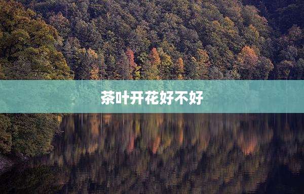 茶叶开花好不好