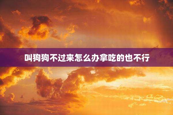 叫狗狗不过来怎么办拿吃的也不行
