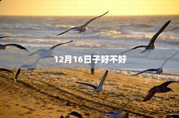 12月16日子好不好
