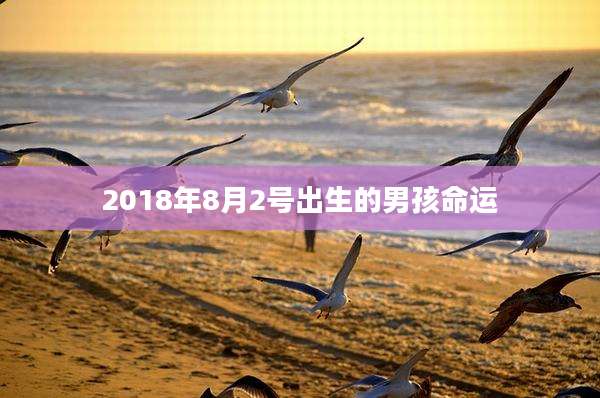 2018年8月2号出生的男孩命运