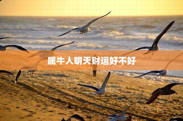 属牛人明天财运好不好