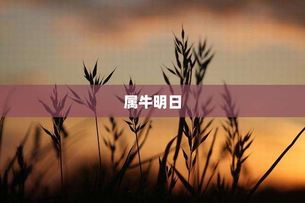 属牛明日