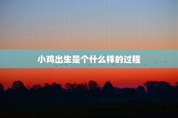 小鸡出生是个什么样的过程