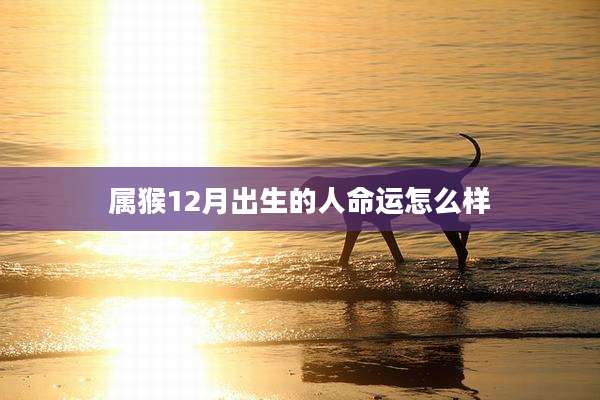 属猴12月出生的人命运怎么样
