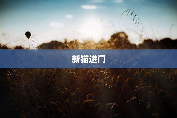 新猫进门