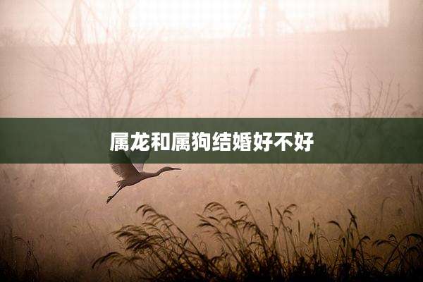 属龙和属狗结婚好不好
