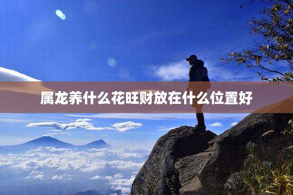属龙养什么花旺财放在什么位置好