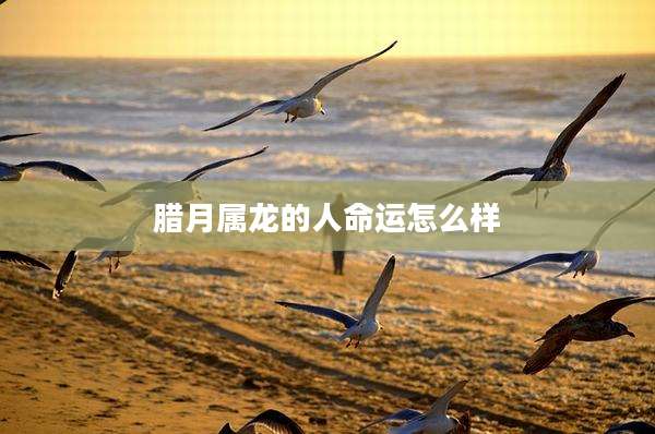 腊月属龙的人命运怎么样