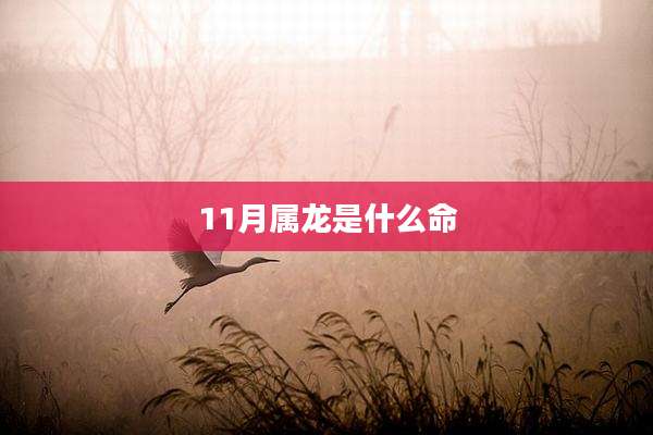 11月属龙是什么命