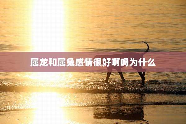 属龙和属兔感情很好啊吗为什么