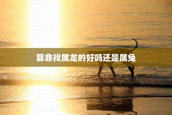 算命找属龙的好吗还是属兔