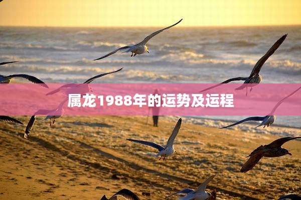 属龙1988年的运势及运程