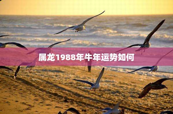 属龙1988年牛年运势如何